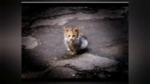 Стих про бездомных животных.