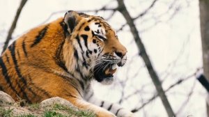Учим Животных на английском, Корова, Динозавр, Слон, Собака, Свинья, Развивающие Мультики для Детей