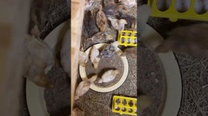 Брудер для ЦЫПЛЯТ из старой КРОВАТИ |