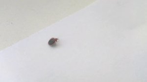 Постельный клоп и дельтаметрин