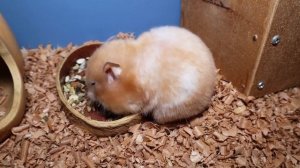 Ошибки в содержании хомяка. Сирийский и джунгарский хомяк