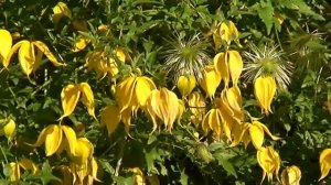 КЛЕМАТИС ТАНГУТСКИЙ  .Clematis tangutica .Radar Love.