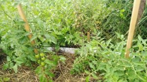 Томаты?ПЕТРУША ОГОРОДНИК и МОНГОЛЬСКИЙ КАРЛИК ?в открытом грунте? НАКОНЕЦ -ТО ?я увидела какие они.