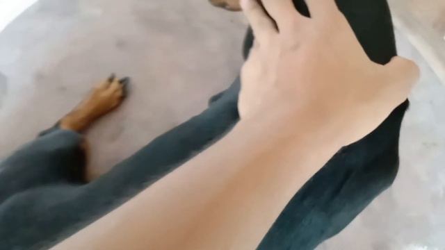 මාරාන්තික මැක්කන් හා කිනිතුල්ලන්.. මැක්කන්ගෙන් හා කිනිතුල්ලන්ගෙන් ඔබේ සුරතලා අරක්ශාකර ගමු.. смотреть онлайн