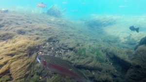 Underwater Trout Fishing with a GoPro Hero 3+ Black Edition