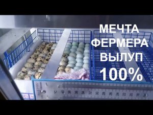 ИТОГИ ВЫВОДА В ИНКУБАТОРЕ РЕМИЛ