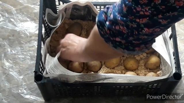 #проращиваниекартофеля . Самый лучший способ проращивания картофеля перед посадкой.
