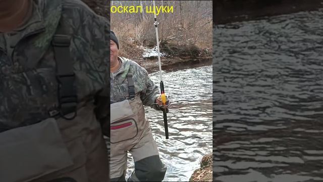 #shorts#Поклевка гольца(мальмы)на таежной реке..avi