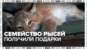 Семейство рысей из Московского зоопарка получило коробку подарков - Москва 24