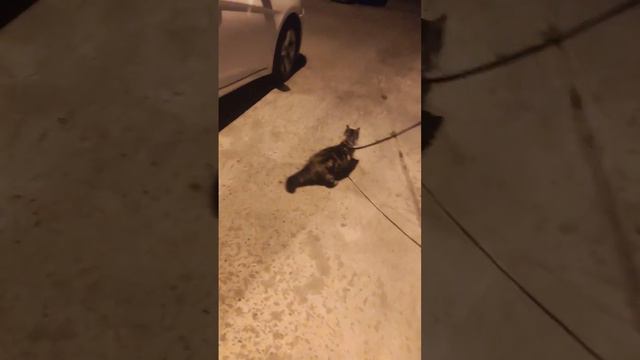 Отличительный признак Мейн-куна от других пород кошек - они отлично ходят на поводке. смотреть онлайн