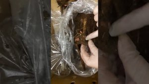 Пион молочноцветковый Уайт Кэп