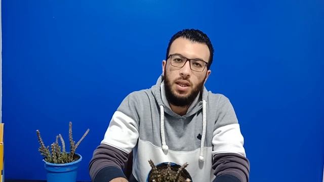 Orbea variegata صبار صباع الكافر смотреть онлайн