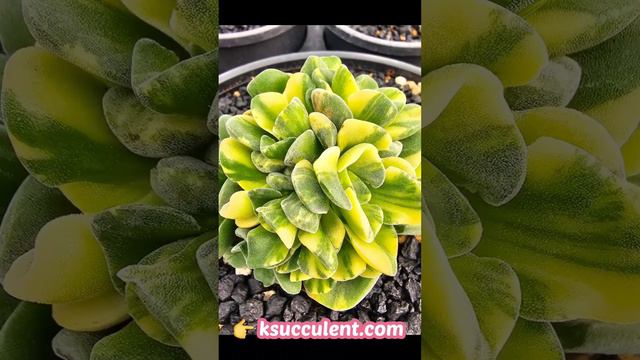 Crassula Violette Variegted