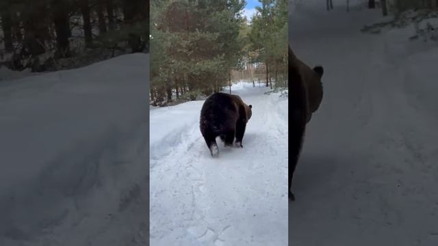 ДОБРЫЙ РУССКИЙ МИШКА. УНИКАЛЬНОЕ ТВ ОК.