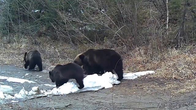 МЕДВЕДИ, ЛОСИ, ИЗЮБРИ -  ЗВЕРИ, СНЯТЫЕ НА ФОТОЛОВУШКУ ...