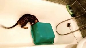 Бенгальские котята играют в ванной