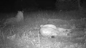 Веб Камера Африка дикие звери/ live African safair, African Watering Hole