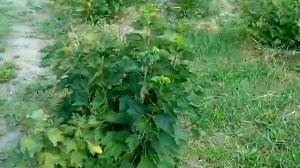 Красная смородина: сорт Rovada, Ровада для заказа саженцев Вайбер 0989129790