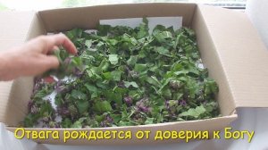 Лечебные травы в домашнюю аптечку: Чистец лесной, Бодяк полевой, Вероника длиннолистная