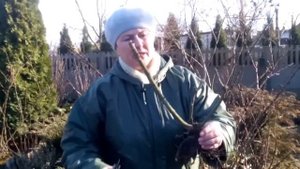 Посадка розы. Флорибунда