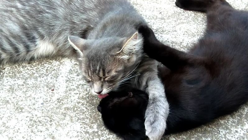 Братик и сестрёнка смотреть онлайн