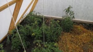 Парник или теплица? ПЛЮСЫ сохранил, МИНУСЫ устранил. Теплица своими руками — дешево и сердито