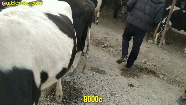 Молбозор Куркат.Сигирлар Ва Бугоз Сигирлар Нархлари.Нархлар Арзон.