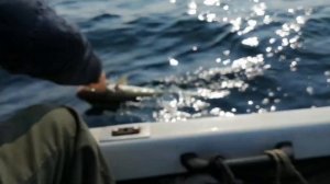 С Валерой на рыбалку за морепродуктами в Татарском проливе