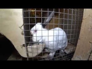 САМОДЕЛЬНАЯ КОРМУШКА ДЛЯ КРОЛИКОВ