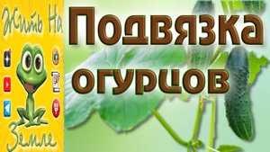 Как подвязать огурцы. Подвязка огурцов.