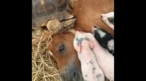 милые животные_2