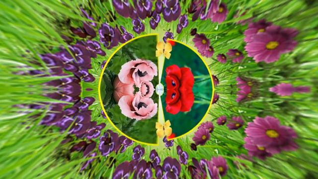 Видеофоны! Видеофон Летний!!! Маки в летнем зазеркалье!!! Футаж для видео!!! смотреть онлайн