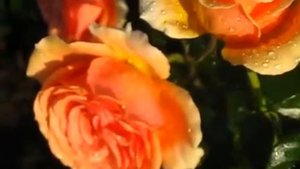 Роза Амбианс (Ambianse Rose)