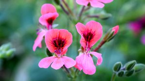 Fausto Papetti - "Petite Fleur"