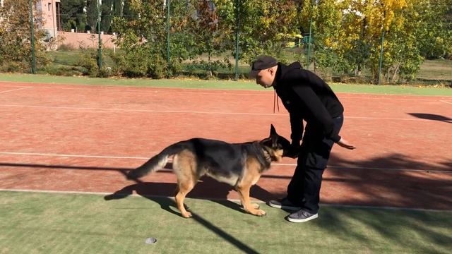 Видео урок нашей дрессировки смотреть онлайн