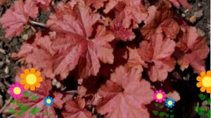 Гейхера гибридная Божоле (Beaujolais). Краткий обзор, описание характеристик, где купить саженцы