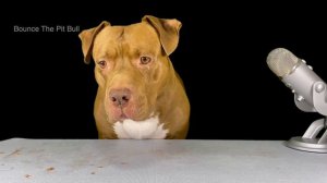 ASMR MUKBANG PITBULL EATING RAW FOODS Duck head Cow Achilles tendon Lamb