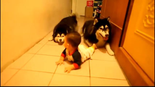 Мальчик ползет от псов смотреть онлайн