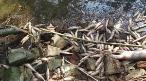 Отравление реки Волги около села Криуши Ульяновской области.