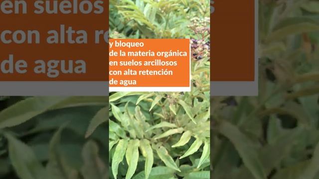 ‼️ 3 cosas que te dice el SAÚCO MENOR (Sambucus ebulus) ~ Bioindicadores del suelo #Shorts