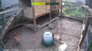 Курятник. Жизнь в курятнике. Можно покормить онлайн. Chicken coop stream. Online feed