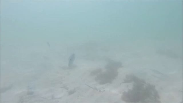 Мой отдых в Тунисе 2017, подводный мир смотреть онлайн