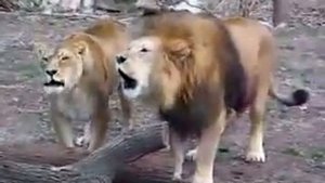 ЛЕВ  Кричит Аллах