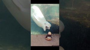 Белуха (белый кит).