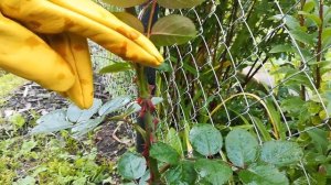 Бюджетные садовые перчатки #кожаные #садовые #перчатки