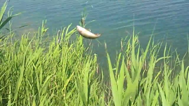 1 рыбалка червленная 25.06.11.mp4 смотреть онлайн