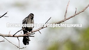 Песня птицы кошачий пересмешник в природе 2 часа