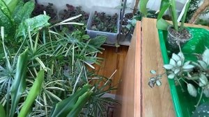 Комнатные цветы  .Большое  пополнение коллекции комнатных растений.Новинки.