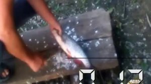 Чистка рыбы от чешуи. Нож для чистки рыбы