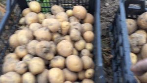 Картофель Адретта